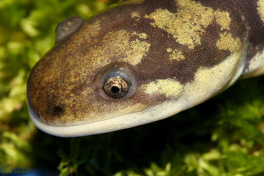 Tiger Salamander head - Always looks as if it's smiling - brownish black ground with gold spots spattered along the back - eyes appear golden                        spattered with gold dust