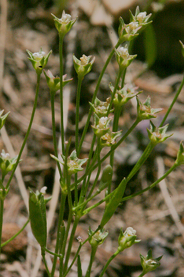 stems with seed pods beginning to form