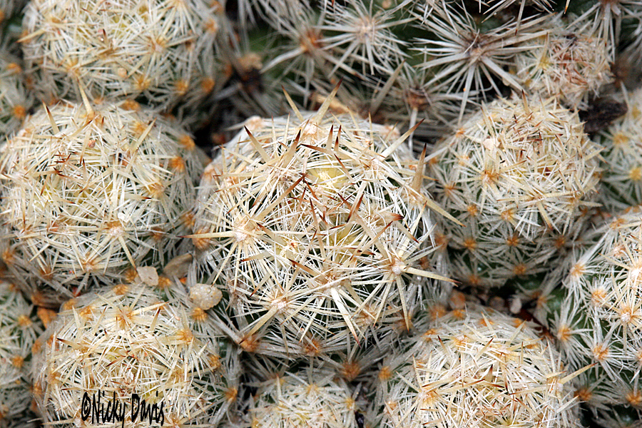 cactus ball shaped