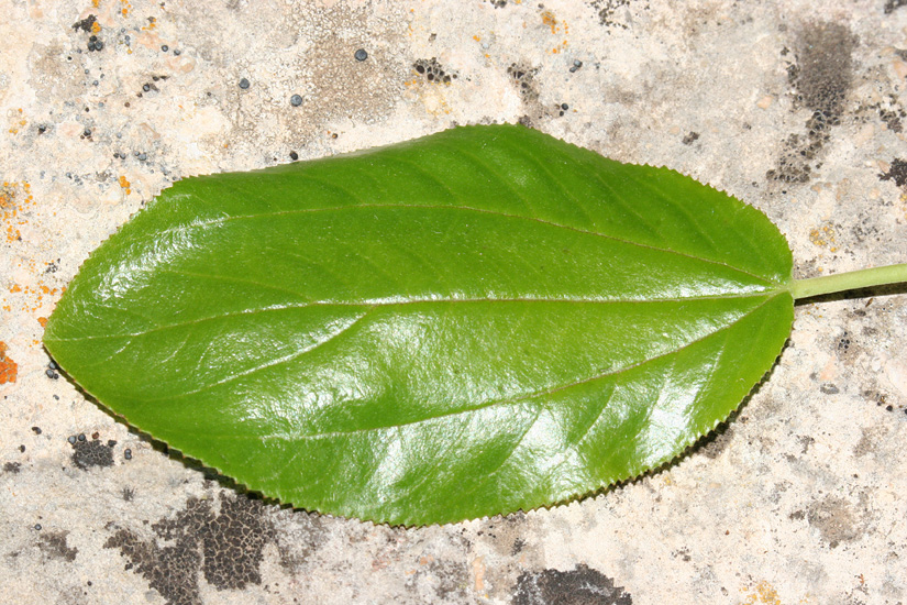 top view of leaf