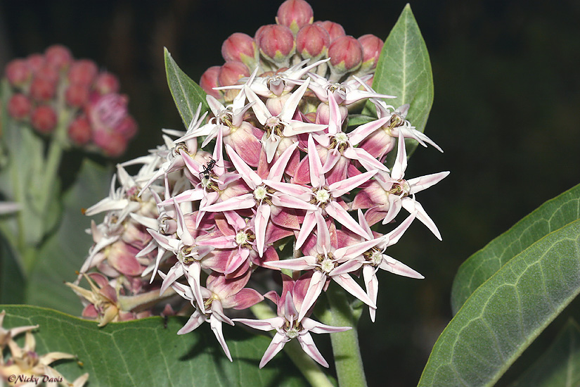 flowers of milkweed