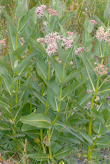 Milkweed plant
