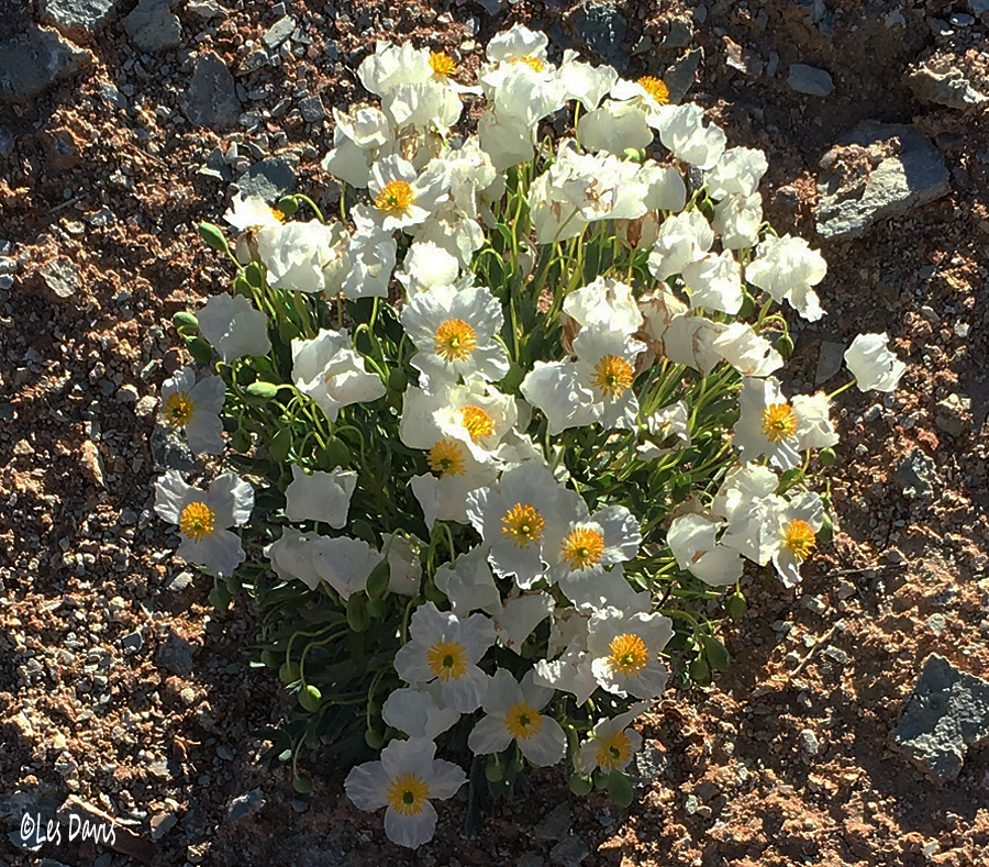 Wild Utah plant, flower photos, Bear Claw Poppy - Arctomecon humilis  located by Marilyn Davis