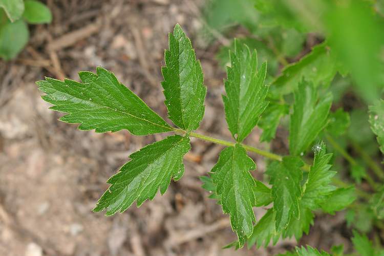 close-up of leaves