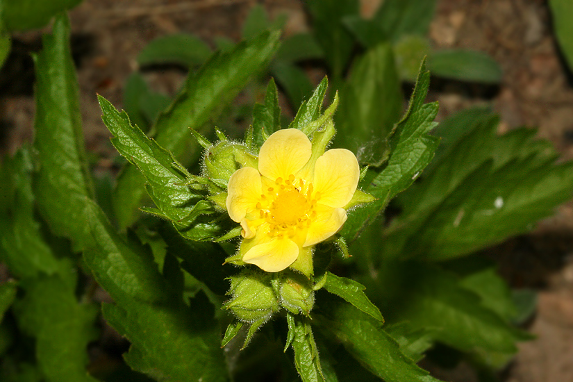 close-up of  flower