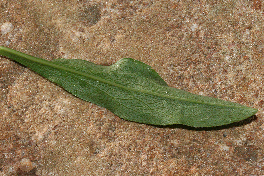 leaf from Bald Mountain plant