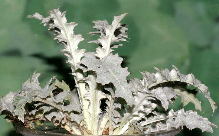 Wavy Leaf Thistle or Gray Thistle
