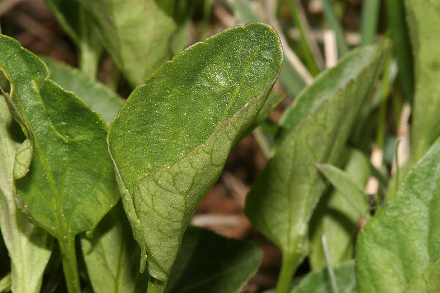 leaves of  Viola adunca
